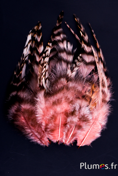 Coq chinchilla - 9-13 cm - saumon rosé